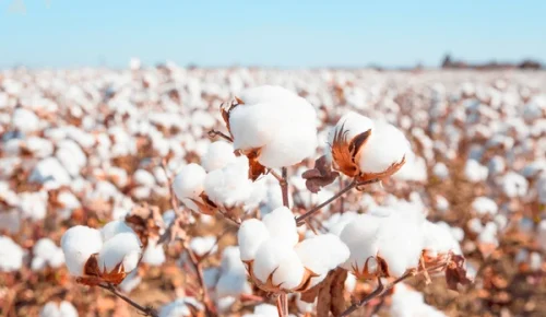 cotton-fields-ready-harvesting-600nw-738008380